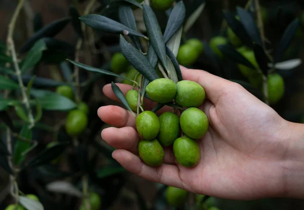 Bir Kadının Eli Zeytin Meyvesi Boyutuna Bakıyor — Stok fotoğraf