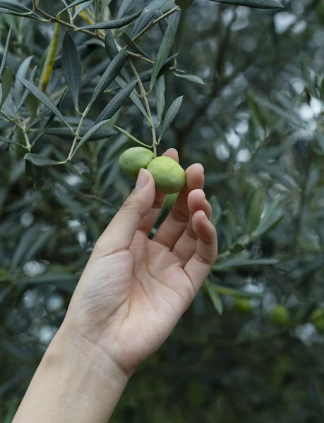 Bir Kadının Eli Ağaçtan Zeytin Topluyor — Stok fotoğraf