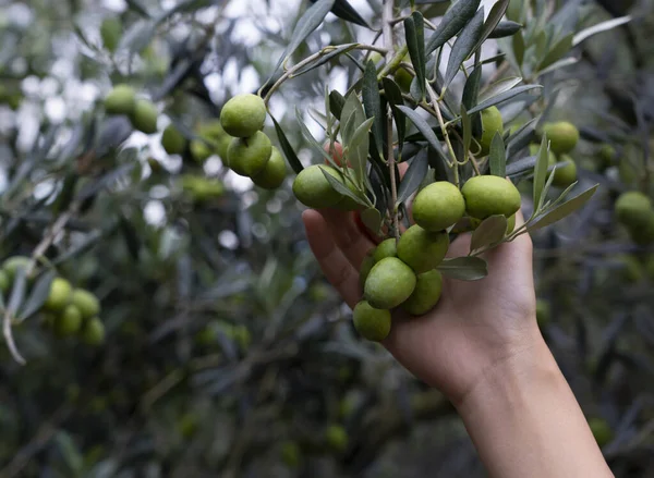 Bir Kadının Eli Zeytin Meyvesi Boyutuna Bakıyor — Stok fotoğraf