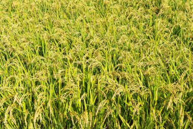 Tüm Ekranda Pirinç Kulakları Yakalıyor