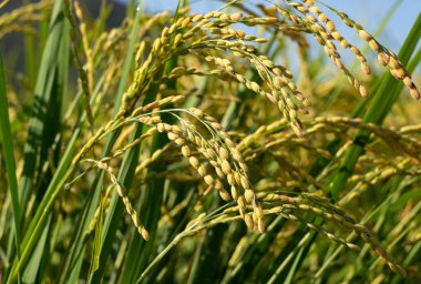 Pirinç ve mavi gökyüzü kulakları. Pirinç kulaklarını kapat.