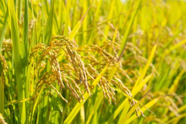 Pirinç ve mavi gökyüzü kulakları. Pirinç kulaklarını kapat.