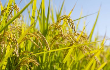 Pirinç ve mavi gökyüzü kulakları. Pirinç kulaklarını kapat.