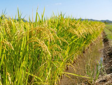 Pirinç ve mavi gökyüzü kulakları. Pirinç kulaklarını kapat.