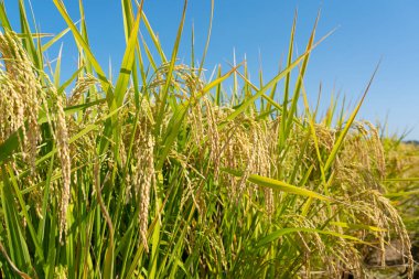 Pirinç ve mavi gökyüzü kulakları. Pirinç kulaklarını kapat.
