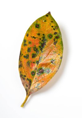 Hurma yaprakları beyaz arka plana yerleştirilmiş. Tepeden çekim