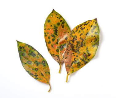 Hurma yaprakları beyaz arka plana yerleştirilmiş. Tepeden çekim