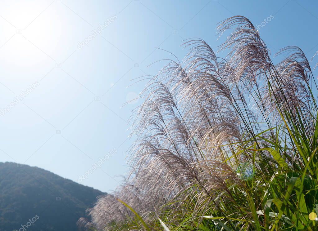 Blue sky and silver grass scenery. Landscape of Japa
