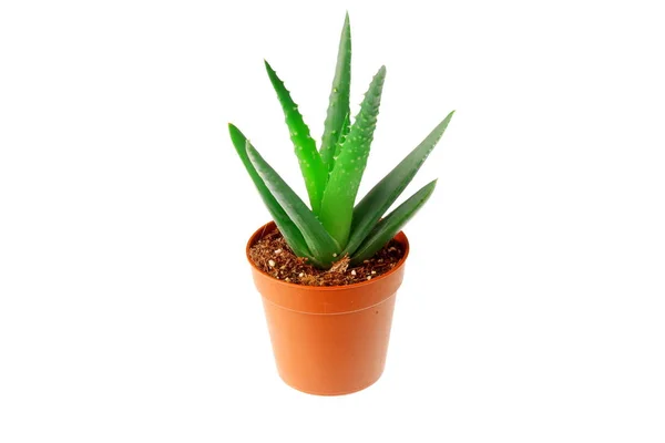 Aloe Plant Pot — Stock Photo, Image