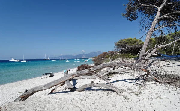 Korsika adasındaki Saleccia plajı.