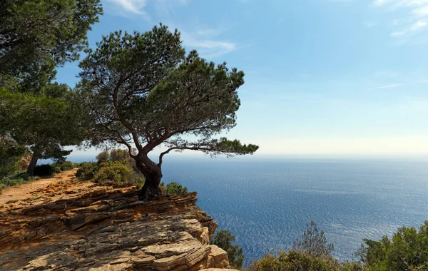 Samotne Drzewo Parku Narodowym Calanques — Zdjęcie stockowe