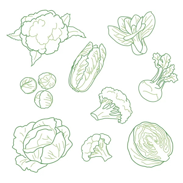 Chou, ensemble de produits agricoles végétariens, dessiné à la main — Image vectorielle