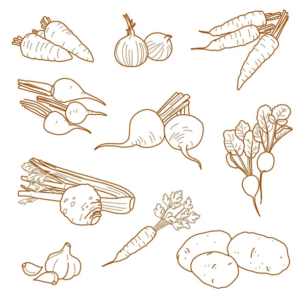 Root vegetables, vegetarian farm products set, vector — Stock Vector