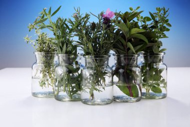 Bahçe taze otlar demet. Organik doğal bitki.