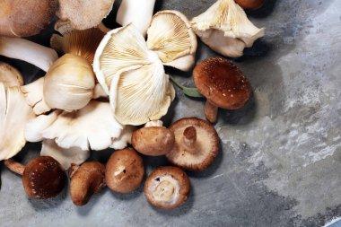 gri masada ham mantar çeşididir. İstiridye ve diğer taze mantar.