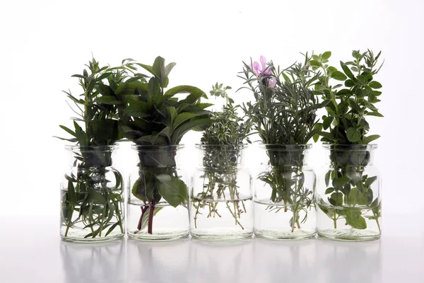 Bahçe taze otlar demet. Organik doğal bitki.