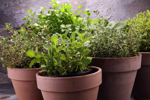 Homegrown Aromatic Herbs Old Clay Pots Set Culinary Herbs Green — Stock Photo, Image