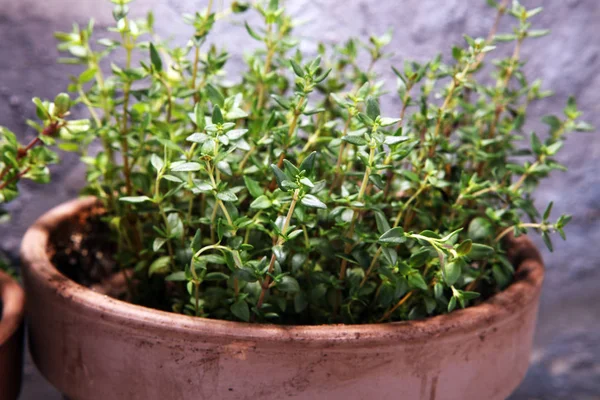 Hierba Casera Aromática Maceta Barro Viejo Conjunto Hierbas Culinarias Tomillo — Foto de Stock