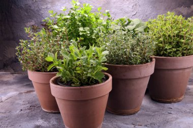 Eski kil tencere Homegrown ve aromatik otlar. Mutfak otlar kümesi. Adaçayı, kekik, kekik, maydanoz, nane ve kekik büyüyen yeşil.