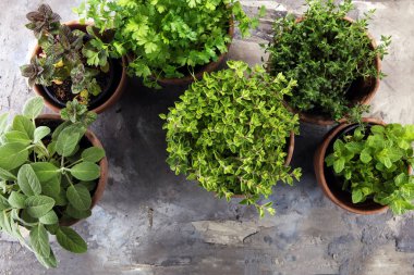 Eski kil tencere Homegrown ve aromatik otlar. Mutfak otlar kümesi. Adaçayı, kekik, kekik, maydanoz, nane ve kekik büyüyen yeşil.