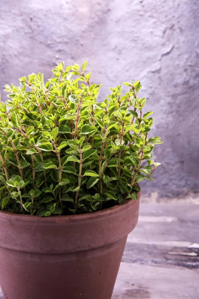 Homegrown ve aromatik bitki eski toprak kap içinde. Mutfak ot kümesi. Yeşil büyüyen kekik.