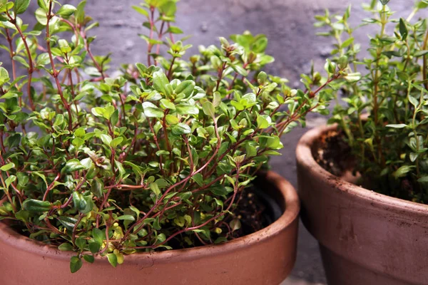 Homegrown Aromatik Bitki Eski Toprak Kap Içinde Mutfak Kümesi Yeşil — Stok fotoğraf