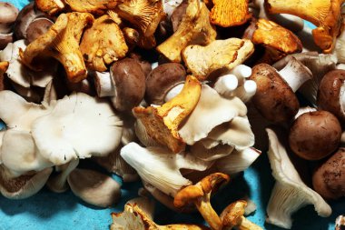 İstiridye mantar ve petrol masada ham mantar çeşitli