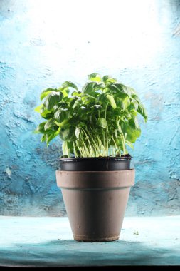 taze yeşil fesleğen bitki. sağlıklı İtalyan ot.