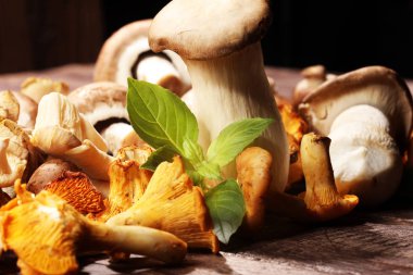 Mantar Cantharellus cibarius masada. Ham yabani mantar chanterelles. Yabani mantar ile kompozisyon.