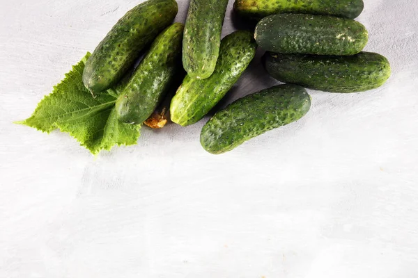 Fresh Green Cucumber Leaf Flower Natural Vegetables Organic Food — Stock Photo, Image