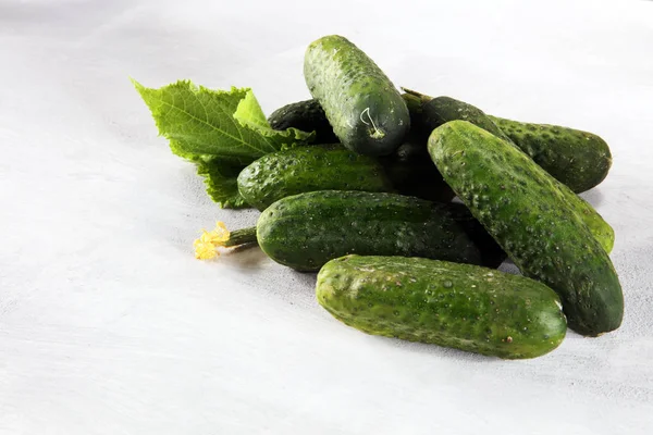 Fresh Green Cucumber Leaf Flower Natural Vegetables Organic Food — Stock Photo, Image