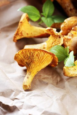 Mantar Cantharellus cibarius masada. Ham yabani mantar chanterelles. Yabani mantar ile kompozisyon.