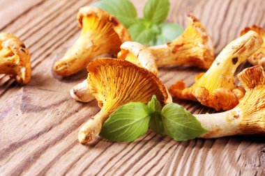 Mantar Cantharellus cibarius masada. Ham yabani mantar chanterelles. Yabani mantar ile kompozisyon.