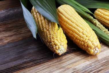 Kırsal ahşap masadaki koçanlarda taze mısır.