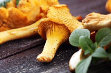 Çiğ mantar mantarı. Yaban mantarlı kompozisyon.