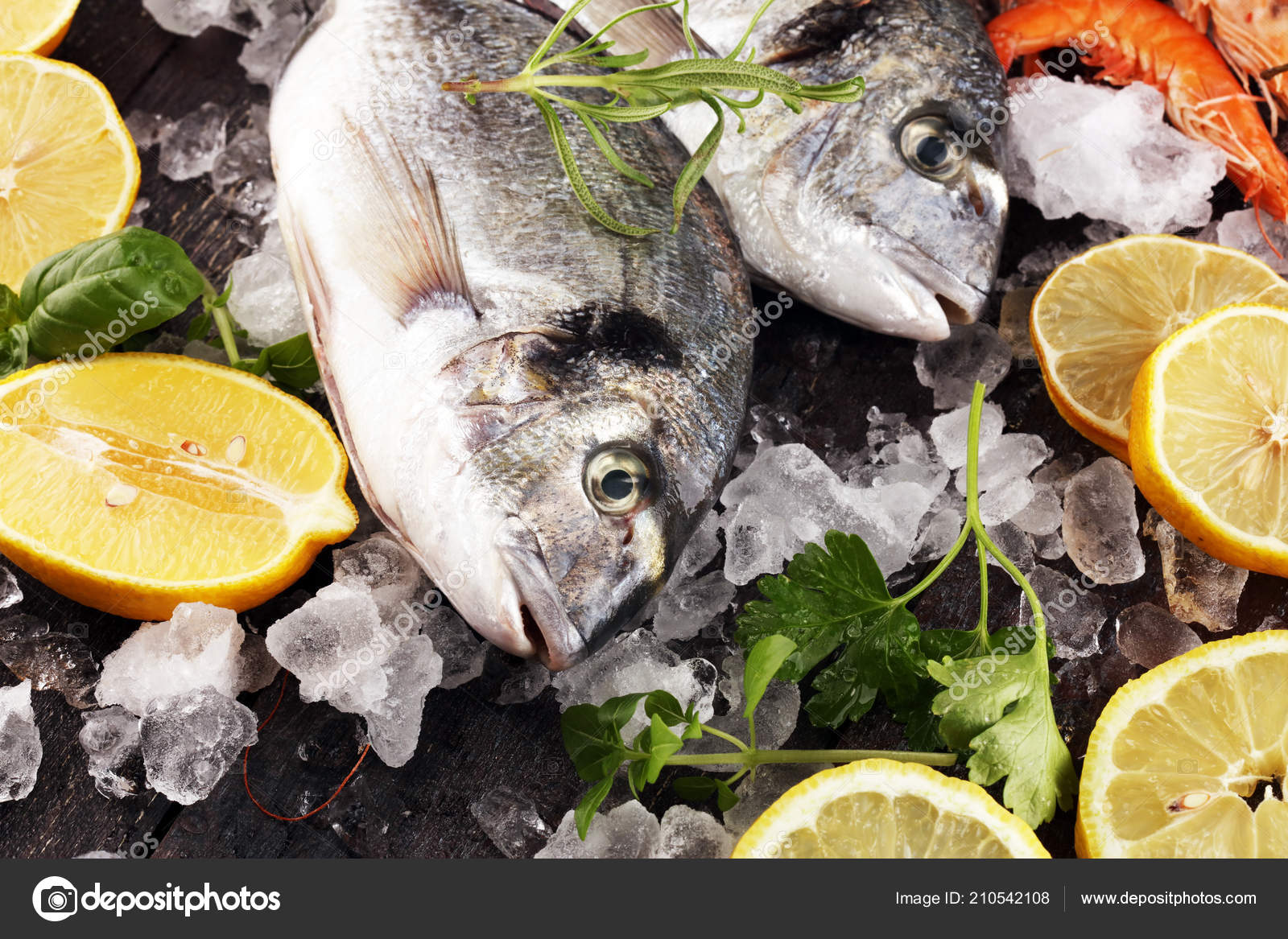 魚写真素材 ロイヤリティフリー魚画像 Depositphotos 魚写真素材 ロイヤリティフリー魚画像 Depositphotos