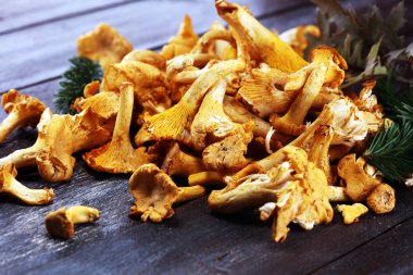 Çiğ mantar mantarı. Yaban mantarlı kompozisyon.