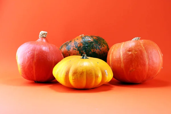 Diversa Variedade Abóboras Fundo Laranja Colheita Outono — Fotografia de Stock