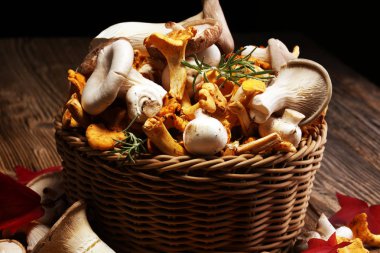 ahşap masa üzerinde ham mantar çeşididir. Cantharellus cibarius, istiridye ve diğer taze mantar