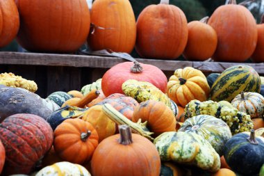 Çeşitli ürün yelpazesine kabaklar açık. Sonbaharda hasat.
