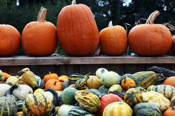 Çeşitli ürün yelpazesine kabaklar açık. Sonbaharda hasat.