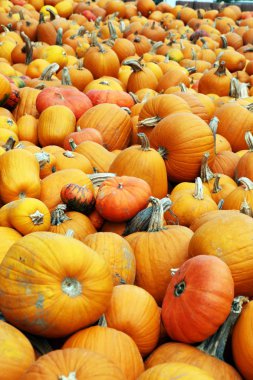 Çeşitli ürün yelpazesine kabaklar açık. Sonbaharda hasat.