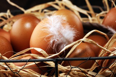 Yumurta. Sepet içinde taze çiftlik yumurtaları. Tüy konsepti ile Paskalya yortusu yumurta