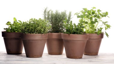 Eski kil tencere Homegrown ve aromatik otlar. Mutfak otlar kümesi. Adaçayı, kekik ve biberiye büyüyen yeşil