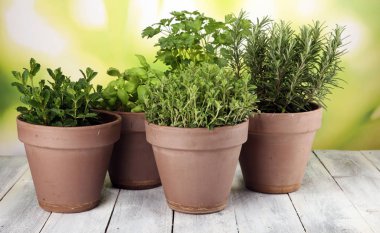 Eski kil tencere Homegrown ve aromatik otlar. Mutfak otlar kümesi. Adaçayı, kekik ve biberiye büyüyen yeşil