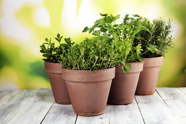 Inlandse Aromatische Kruiden Oude Klei Potten Set Van Culinaire Kruiden — Stockfoto