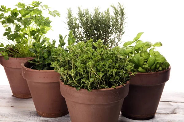 Homegrown Aromatic Herbs Old Clay Pots Set Culinary Herbs Green — Stock Photo, Image