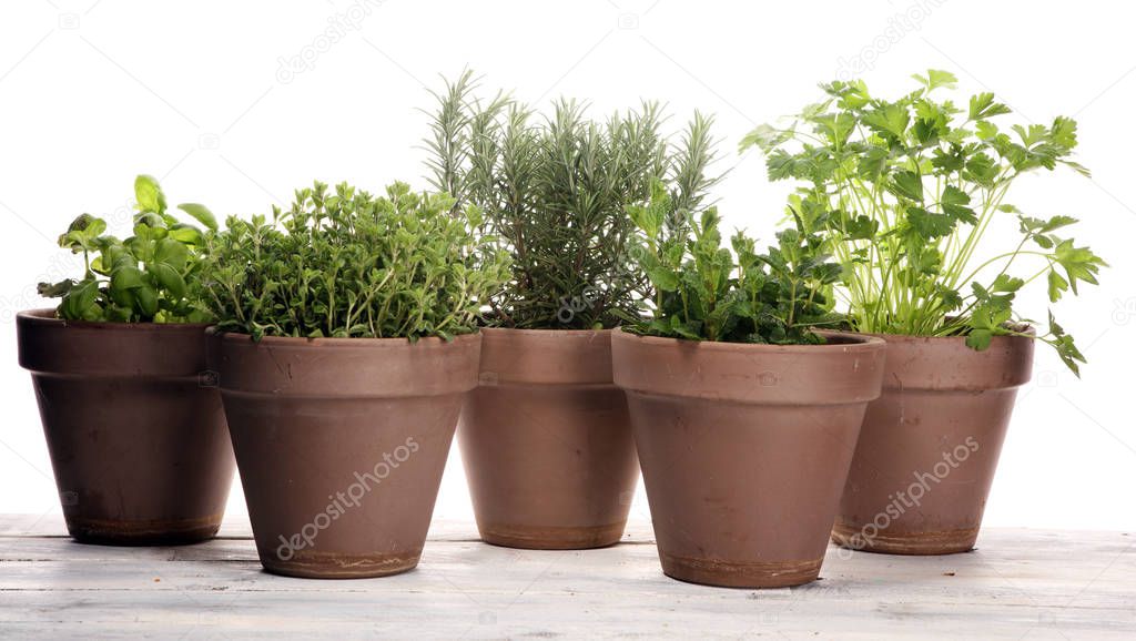 Homegrown and aromatic herbs in old clay pots. Set of culinary herbs. Green growing sage, oregano and rosemary