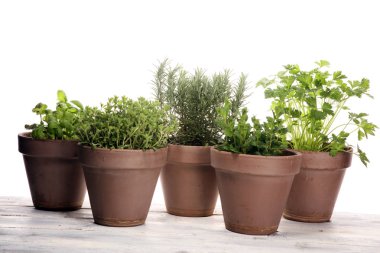 Eski kil tencere Homegrown ve aromatik otlar. Mutfak otlar kümesi. Adaçayı, kekik ve biberiye büyüyen yeşil