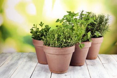 Eski kil tencere Homegrown ve aromatik otlar. Mutfak otlar kümesi. Adaçayı, kekik ve biberiye büyüyen yeşil